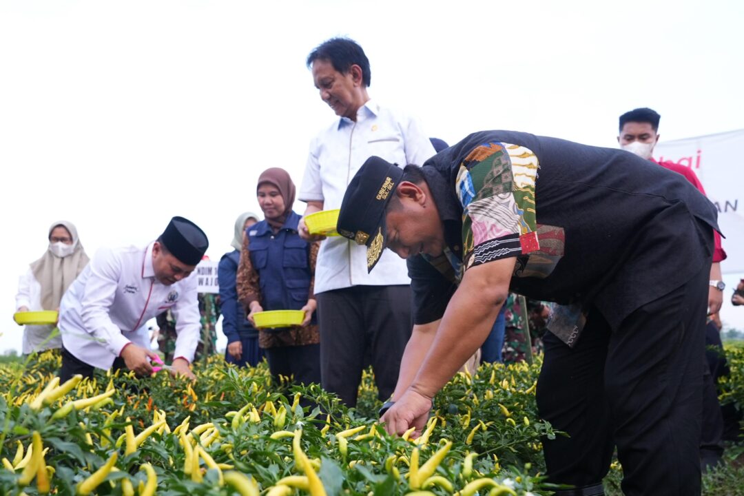 Tekan Inflasi, Pemprov Sulsel dan Pemkab Wajo Kompak Panen Raya Cabe