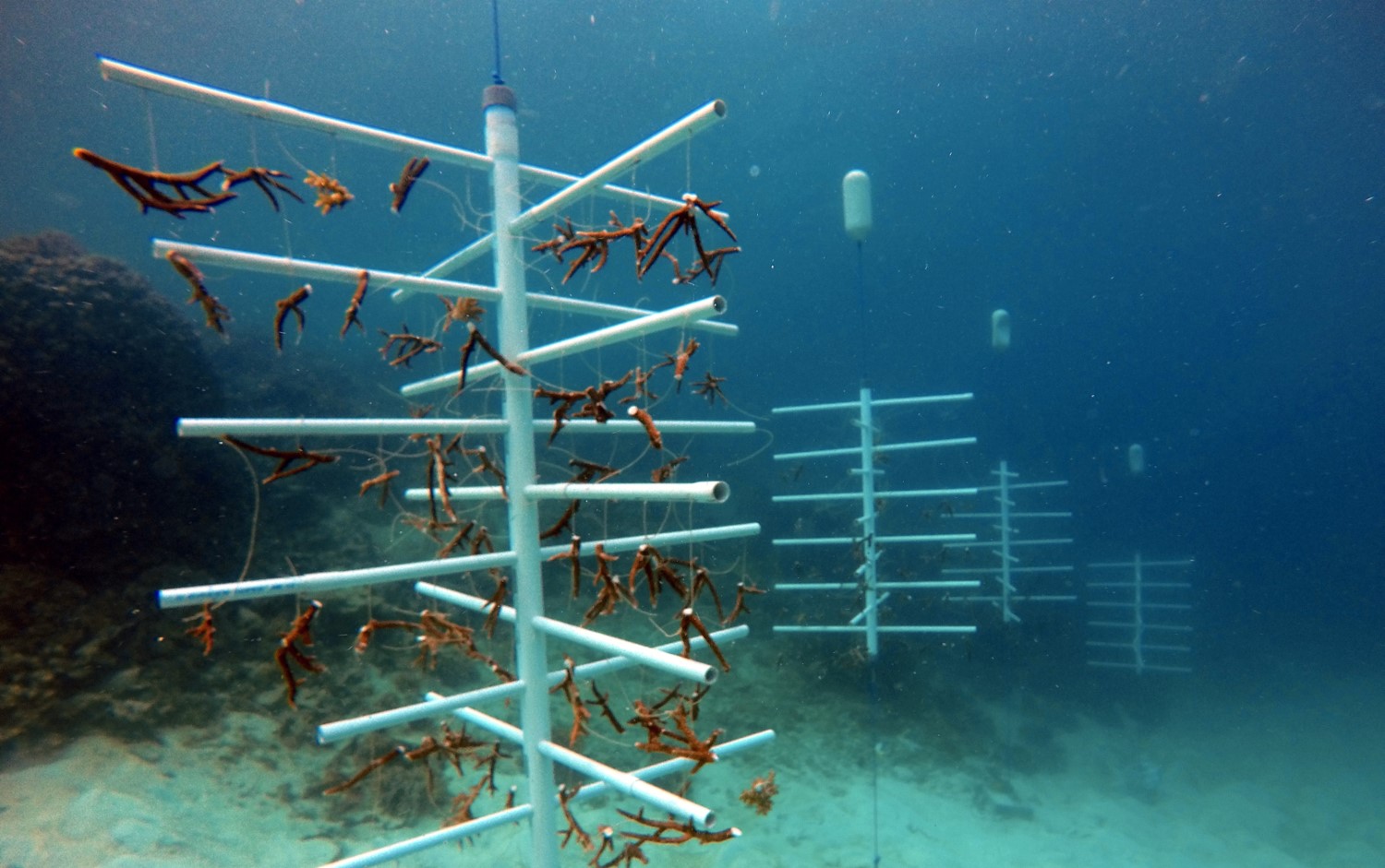 Camat Sangkarrang Minta Nelayan Tak Mengambil Coral di Wilayah Konservasi