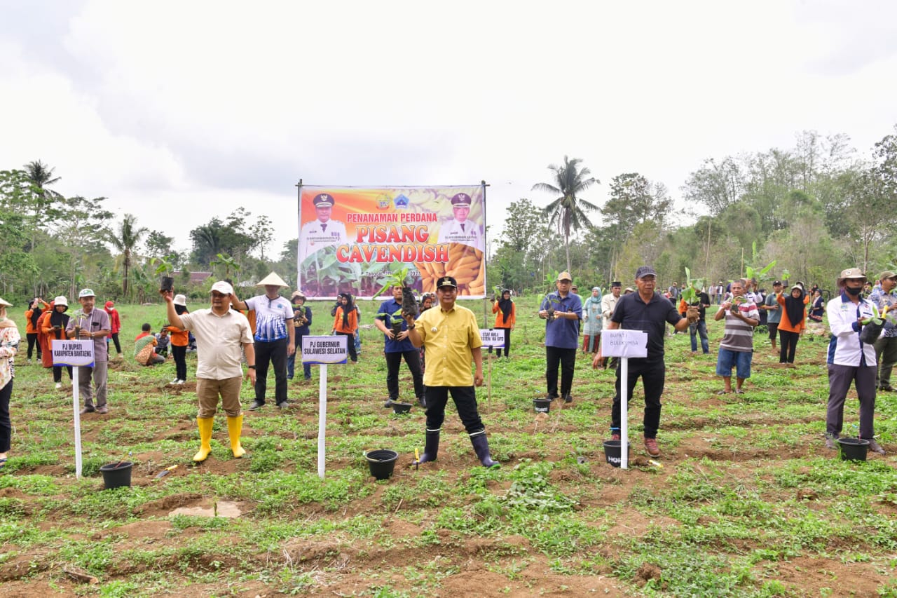 Tanaman Pisang Cavendish Diharap Ubah Perekonomian Petani Bantaeng