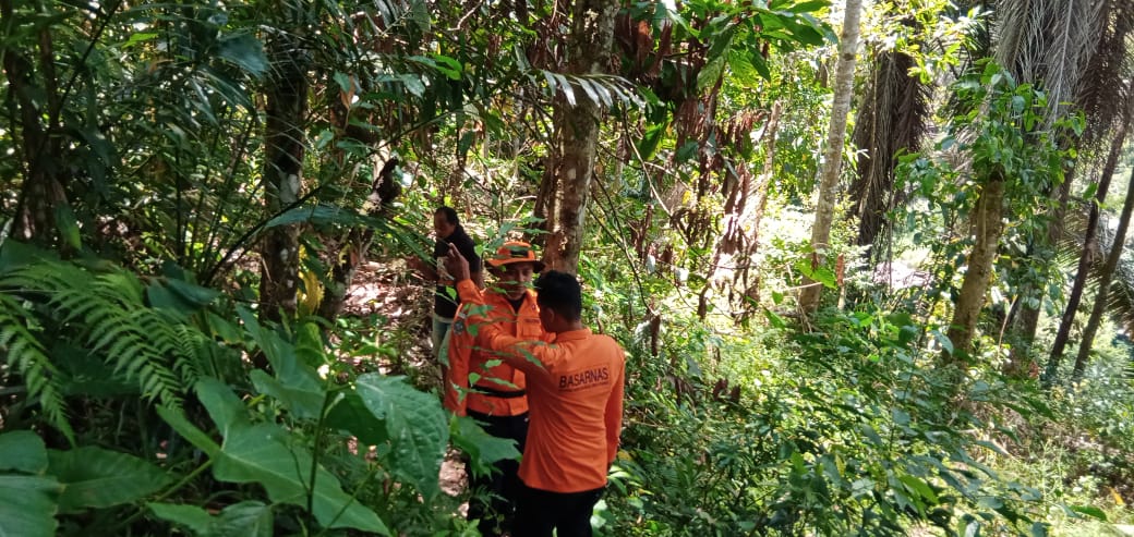 Tim SAR Cari Seorang Lansia Hilang di Hutan Bambu Toraja