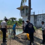 WBP Lapas Polewali Panen 80 Kg Ikan Nila Super untuk Premi dan BNBP