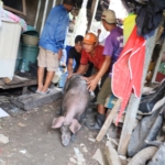 Puluhan Tahun Dikeluhkan Warga, Pemkot Makassar Tertibkan Kandang Babi di Jalan Kesadaran