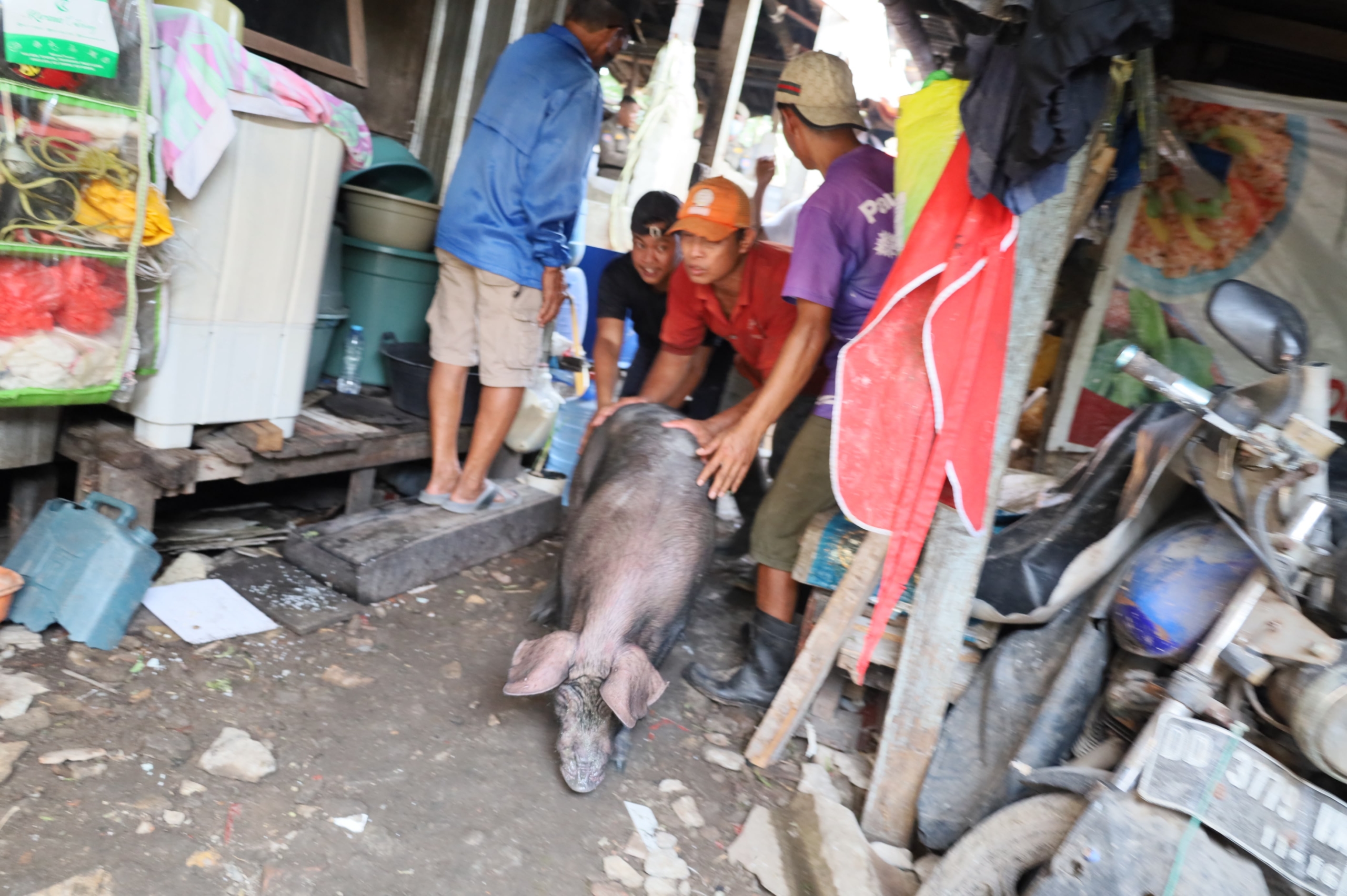 Puluhan Tahun Dikeluhkan Warga, Pemkot Makassar Tertibkan Kandang Babi di Jalan Kesadaran